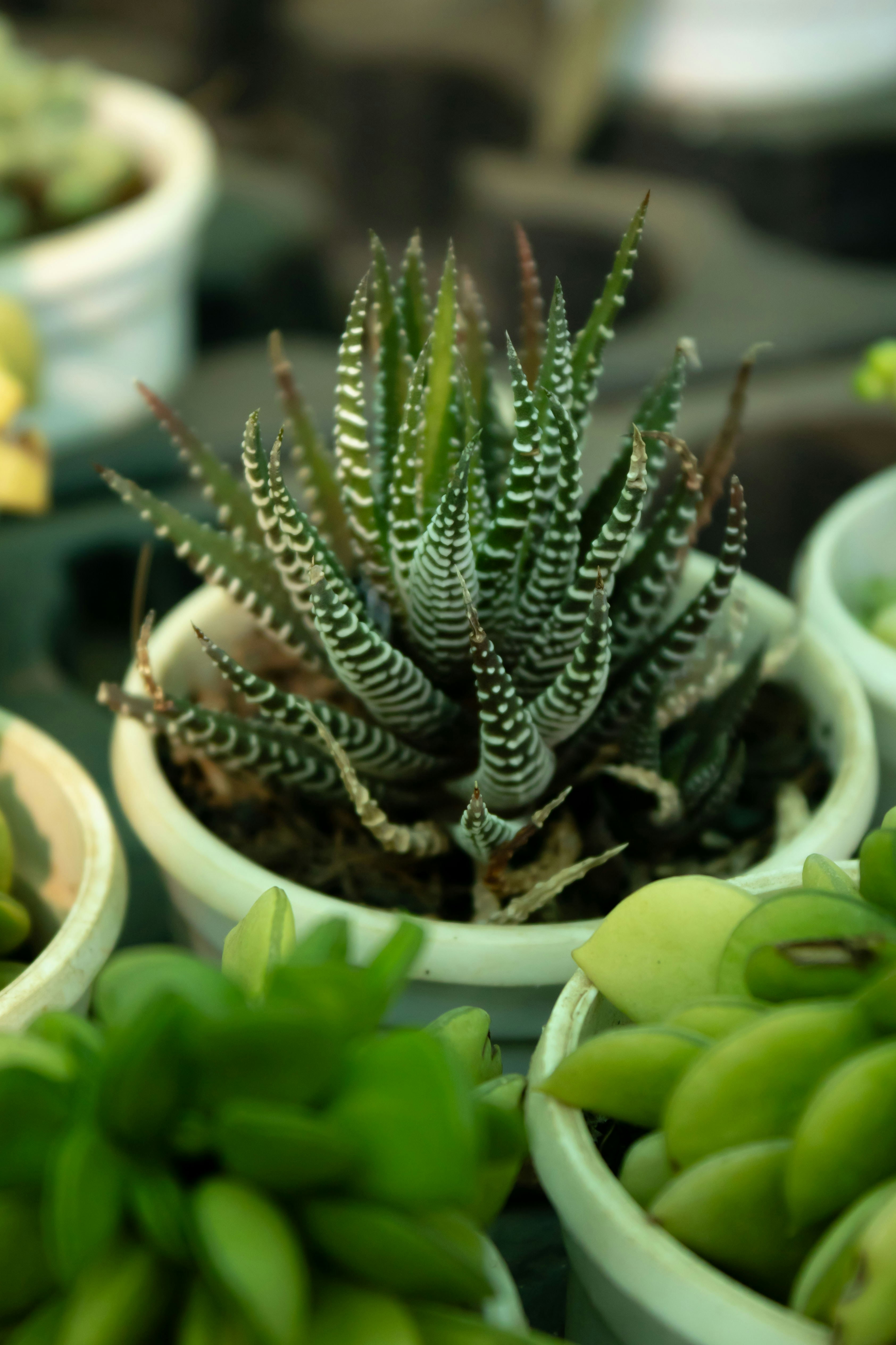 Close-up of potted plant