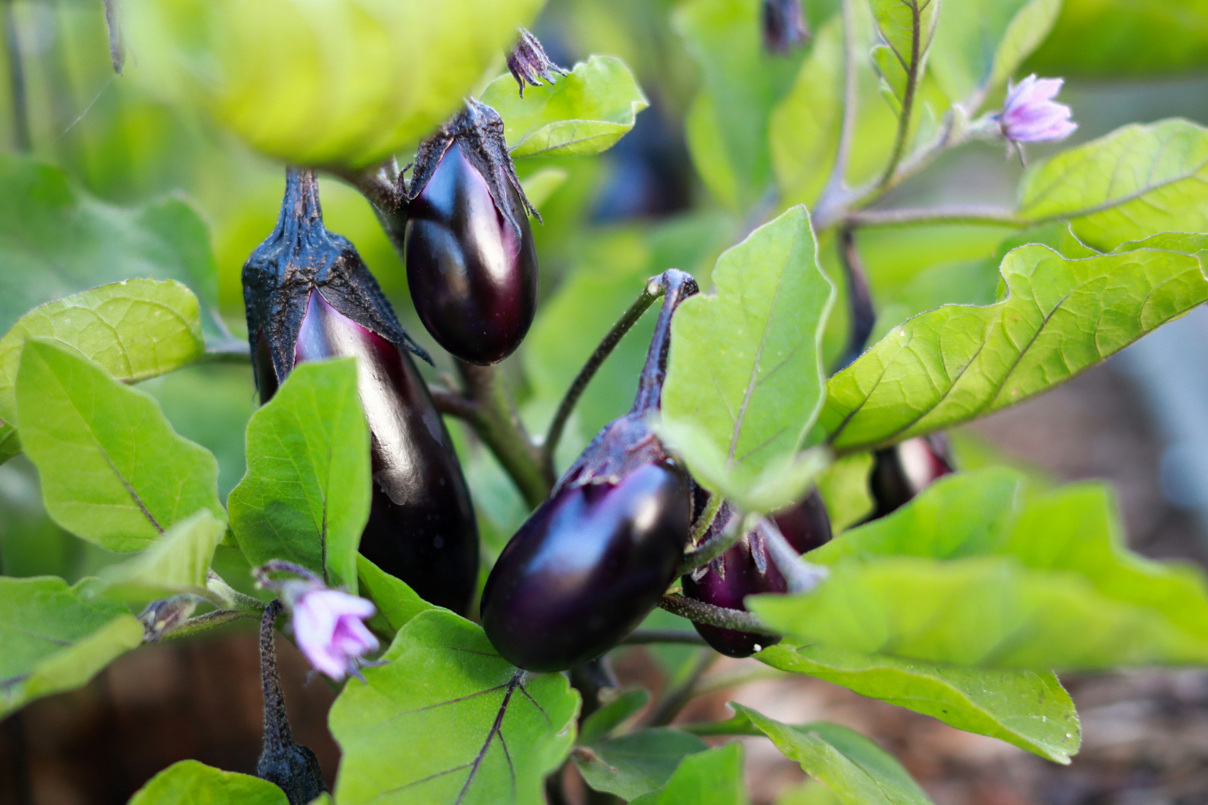 Potted eggplants