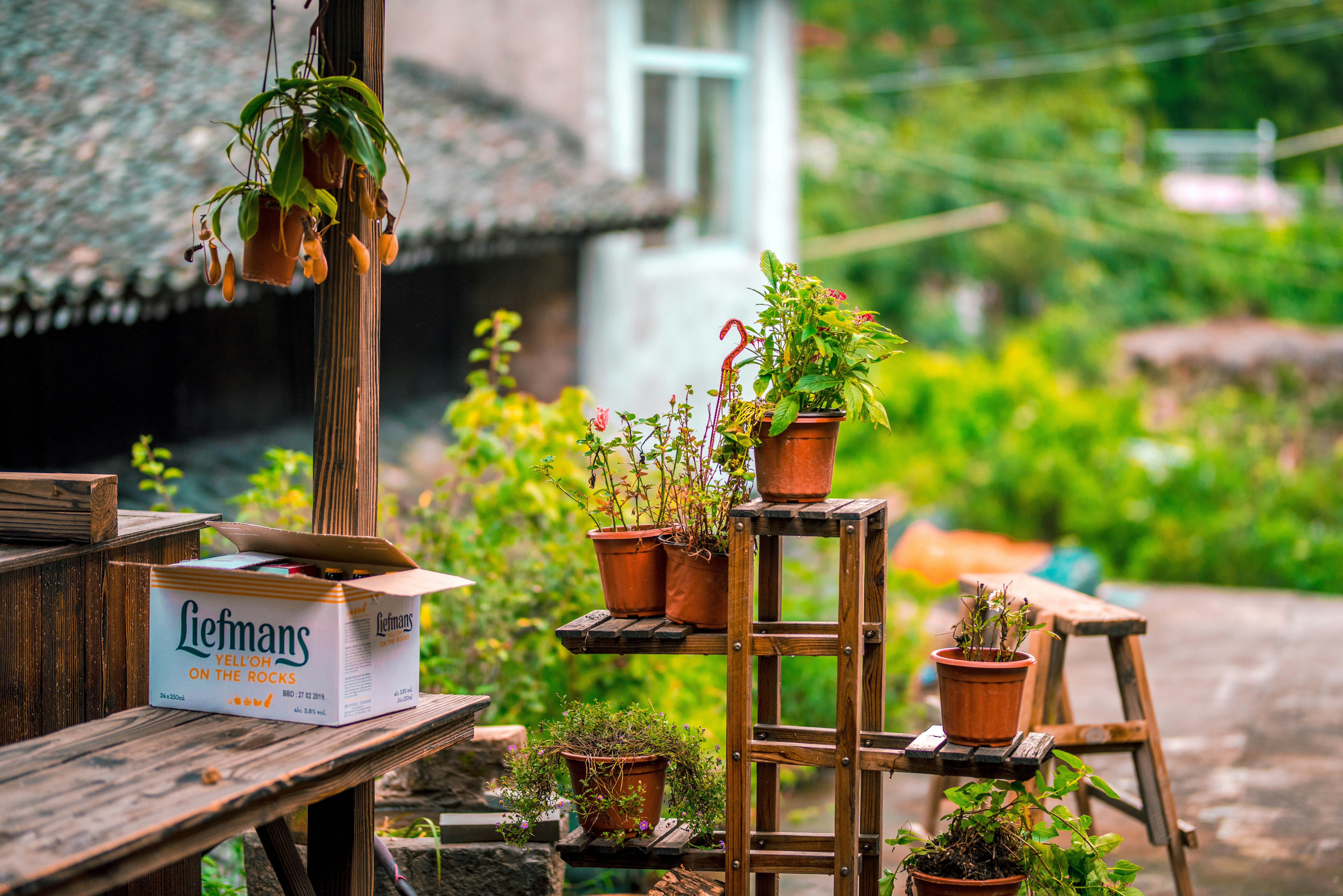 Plants on rack