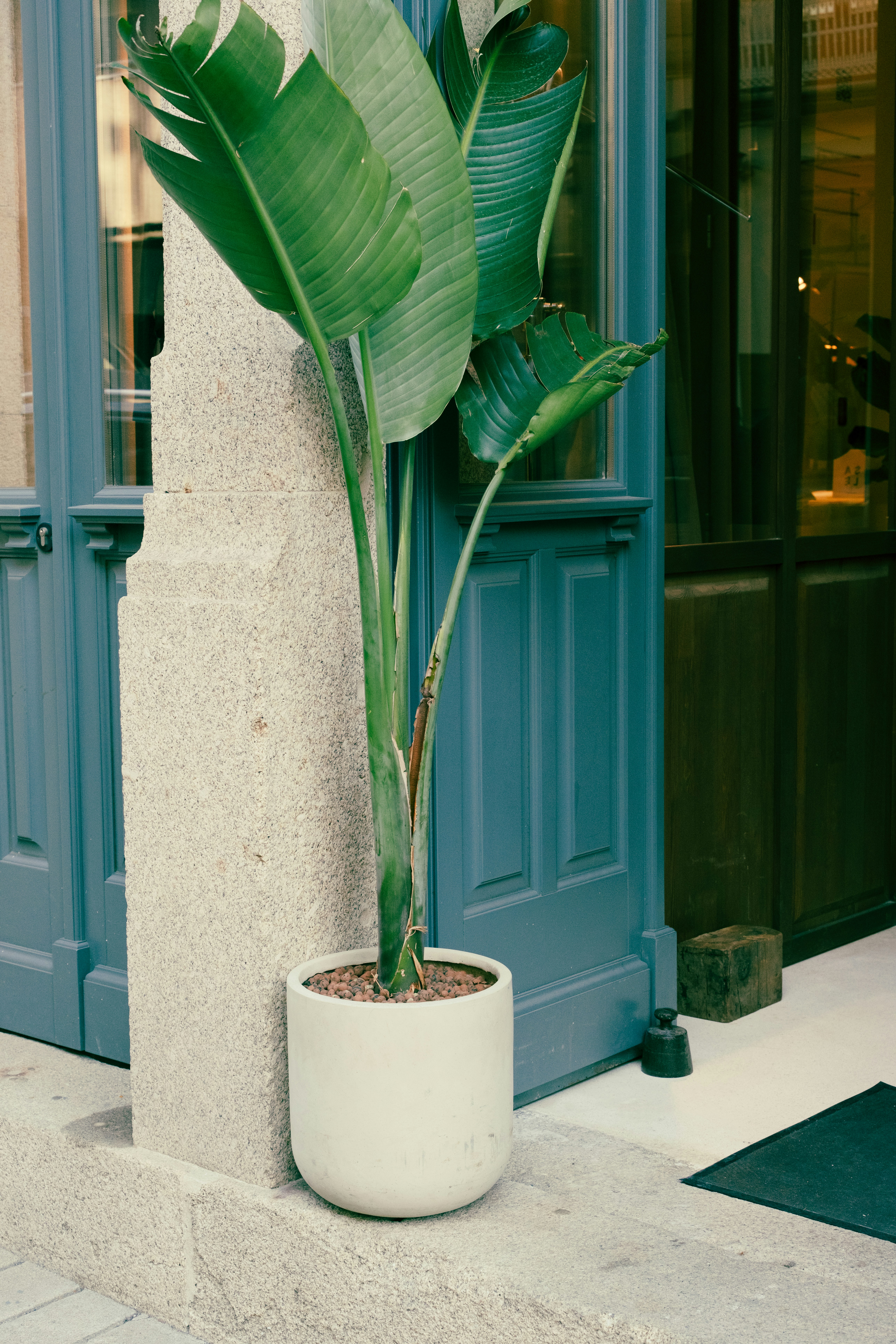 Sidewalk plant
