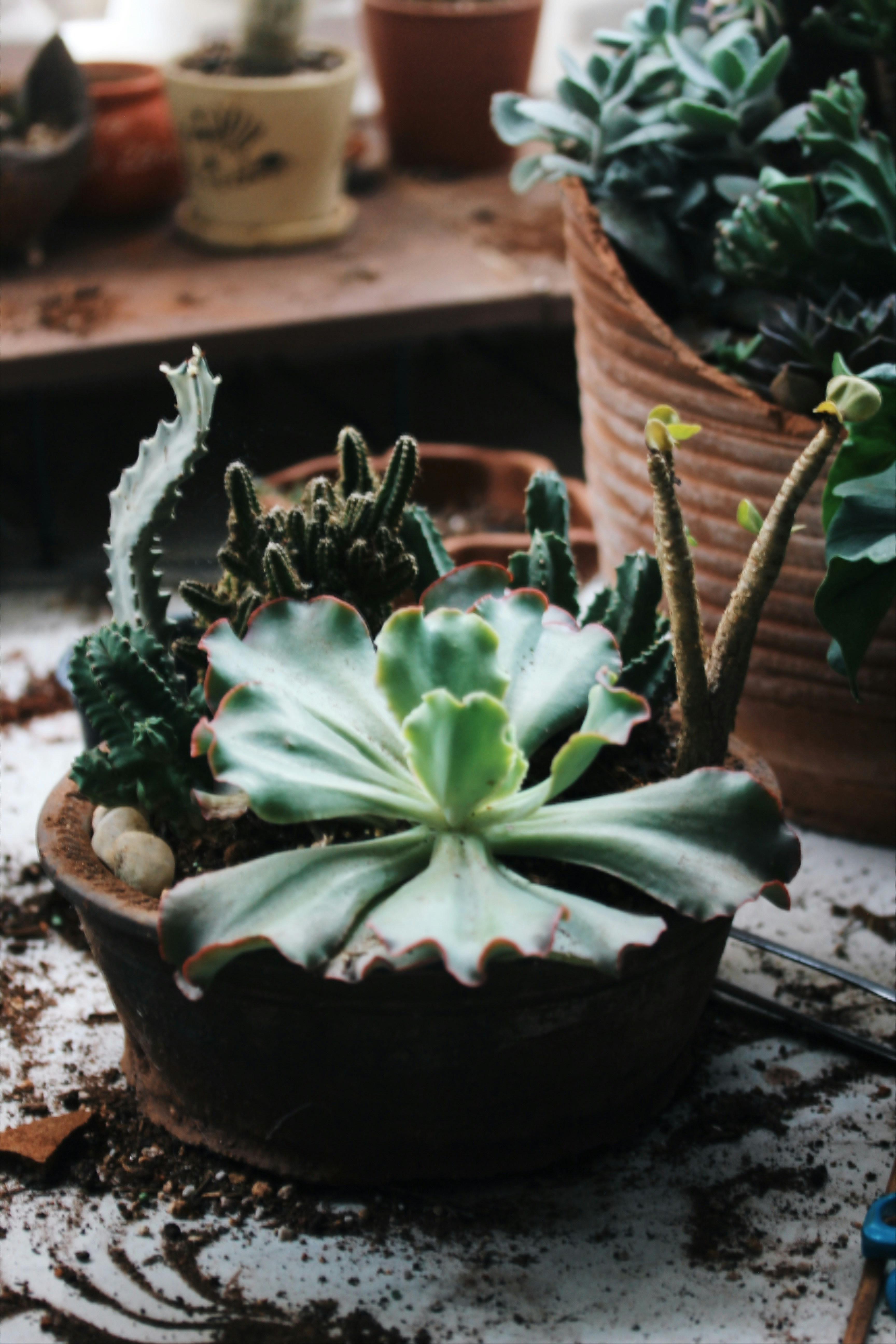Succulent arrangement